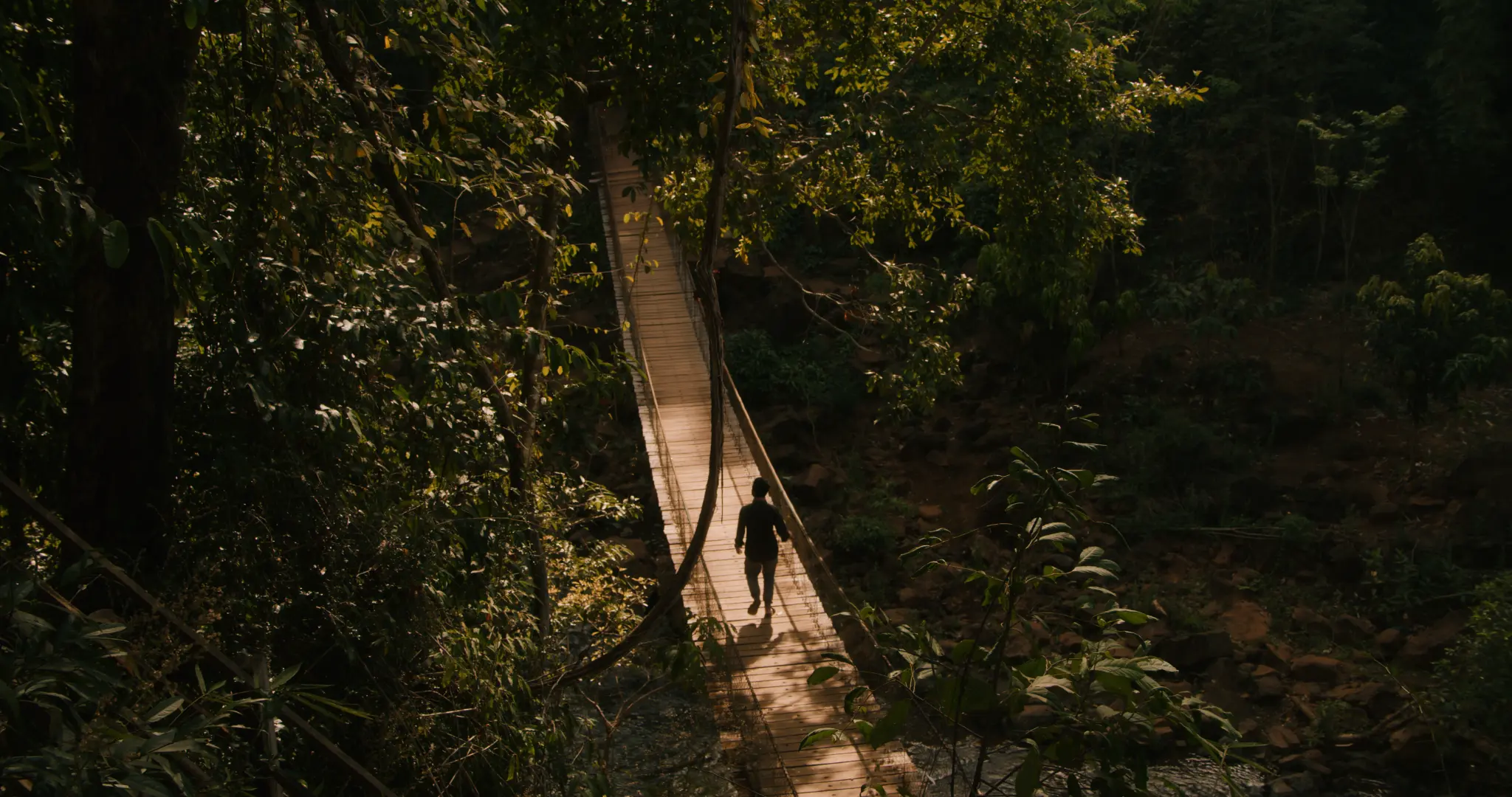 A rope bridge disappearing into a dense forest