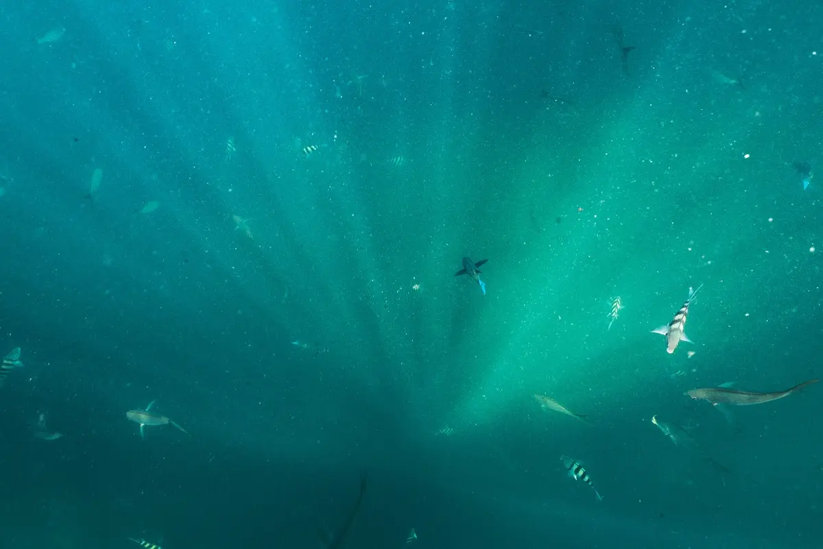 Underwater light and sea life